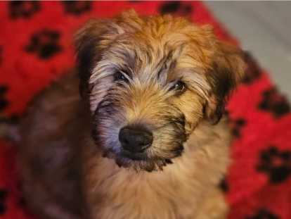 Chiot de race Terrier Irlandais à Poil Doux mâle à vendre