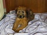 Chiot de race Terrier Irlandais à Poil Doux mâle à vendre