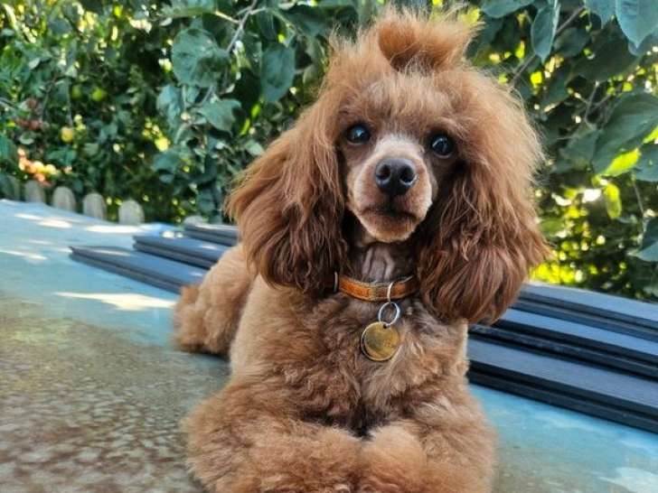 1 chienne Caniche Toy LOF à vendre