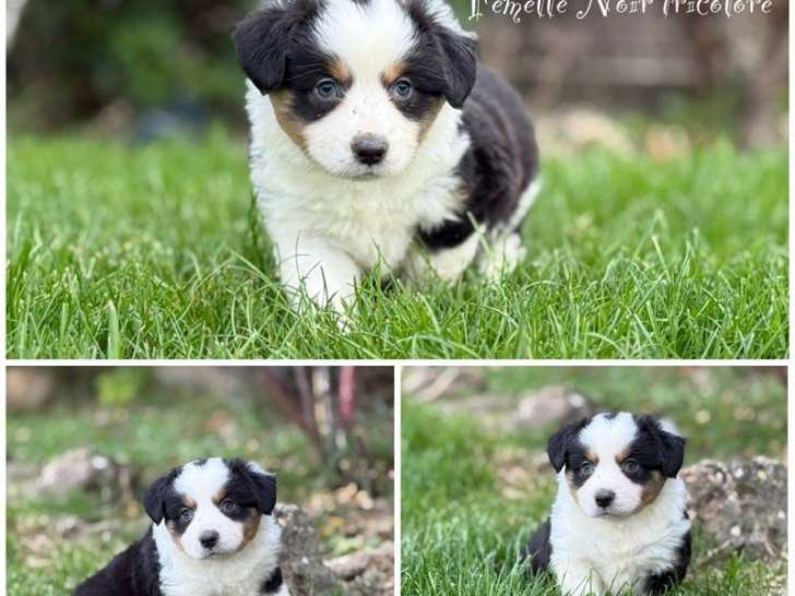 À réserver, 6 chiots Bergers Américains Miniatures LOF