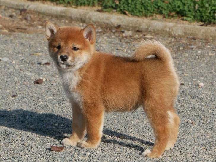 4 chiots Shiba Inus LOF à réserver, 2 femelles et 2 mâles d'août 2025