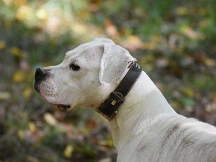 1 chienne Dogue Argentin LOF à vendre, femelle adulte