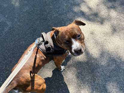 Chien adulte de race American Staffordshire Terrier Mâle à vendre