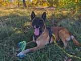 Chienne Berger Belge Malinois à adopter en association