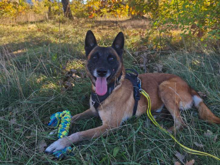 Chienne Berger Belge Malinois à adopter en association