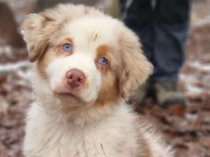 Mâle Berger Australien disponible pour saillie