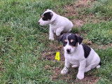 5 chiots mâles Jack Russell à vendre (non LOF)