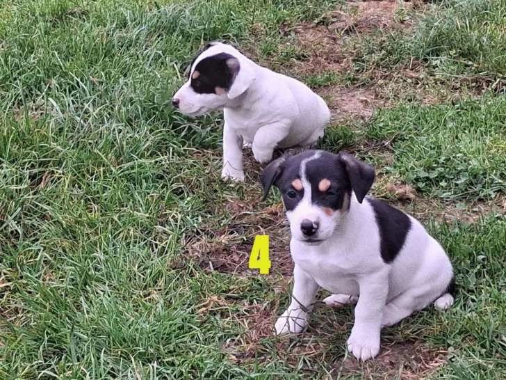 5 chiots mâles Jack Russell à vendre (non LOF)