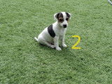 5 chiots mâles Jack Russell à vendre (non LOF)