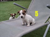 5 chiots mâles Jack Russell à vendre (non LOF)