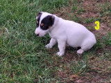 5 chiots mâles Jack Russell à vendre (non LOF)