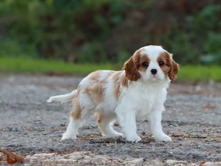 1 chiot femelle Cavalier King Charles LOF à vendre