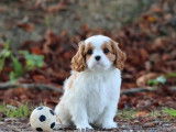 1 chiot femelle Cavalier King Charles LOF à vendre