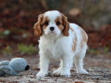 1 chiot femelle Cavalier King Charles LOF à vendre