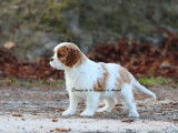 1 chiot femelle Cavalier King Charles LOF à vendre