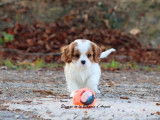 1 chiot femelle Cavalier King Charles LOF à vendre
