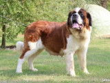 3 chiennes Saint-Bernard adultes LOF à vendre