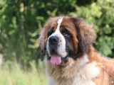 3 chiennes Saint-Bernard adultes LOF à vendre
