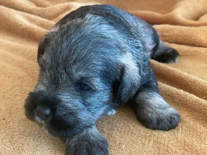 3 chiots mâles Schnauzers Nains LOF à réserver