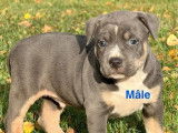 3 chiots American Staffordshire Terrier disponibles à la vente (LOF)