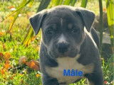 3 chiots American Staffordshire Terrier disponibles à la vente (LOF)