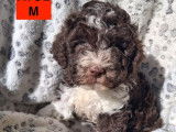 Chiots Lagotto Romagnolo LOF à vendre