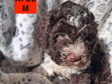 Chiots Lagotto Romagnolo LOF à vendre