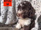 Chiots Lagotto Romagnolo LOF à vendre