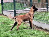 1 chienne Berger Belge Malinois LOF à vendre, femelle éduquée de juin 2024