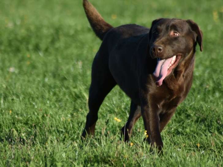 1 chienne Labrador LOF à vendre