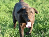 1 chienne Labrador LOF à vendre