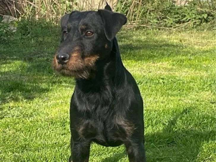 8 chiots Jagd Terrier LOF à réserver