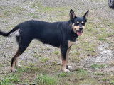 Chienne Working Kelpie adulte à vendre (LOF)