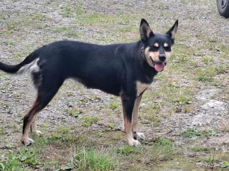 Chienne Working Kelpie adulte à vendre (LOF)