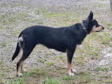 Chienne Working Kelpie adulte à vendre (LOF)