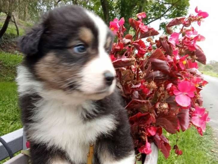 1 chiot mâle Berger Australien LOF à réserver