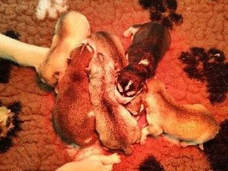 7 chiots Huskies Sibériens LOF à réserver