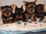 4 chiots Yorkshire Terriers LOF à vendre, 2 mâles et 2 femelles d'août 2025