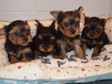 4 chiots Yorkshire Terriers LOF à vendre, 2 mâles et 2 femelles d'août 2025