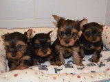 4 chiots Yorkshire Terriers LOF à vendre, 2 mâles et 2 femelles d'août 2025