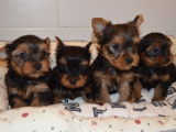 4 chiots Yorkshire Terriers LOF à vendre, 2 mâles et 2 femelles d'août 2025