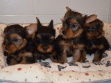 4 chiots Yorkshire Terriers LOF à vendre, 2 mâles et 2 femelles d'août 2025