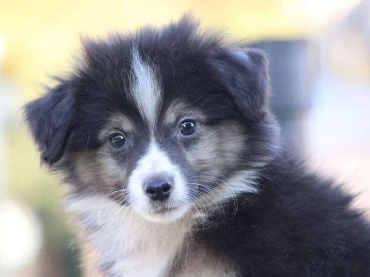 1 chiot mâle Berger Américain Miniature LOF à vendre