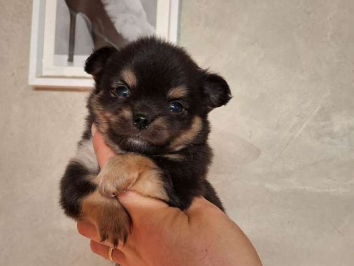 2 chiots mâles Chihuahuas LOF à réserver