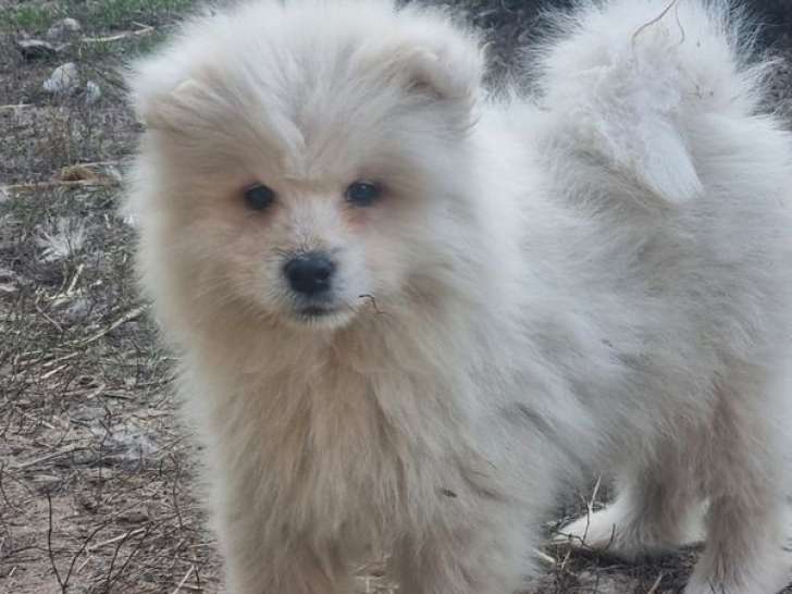 5 chiots Samoyèdes non-LOF à vendre