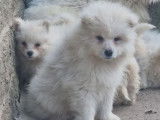 5 chiots Samoyèdes non-LOF à vendre