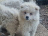 5 chiots Samoyèdes non-LOF à vendre