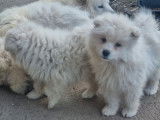 5 chiots Samoyèdes non-LOF à vendre