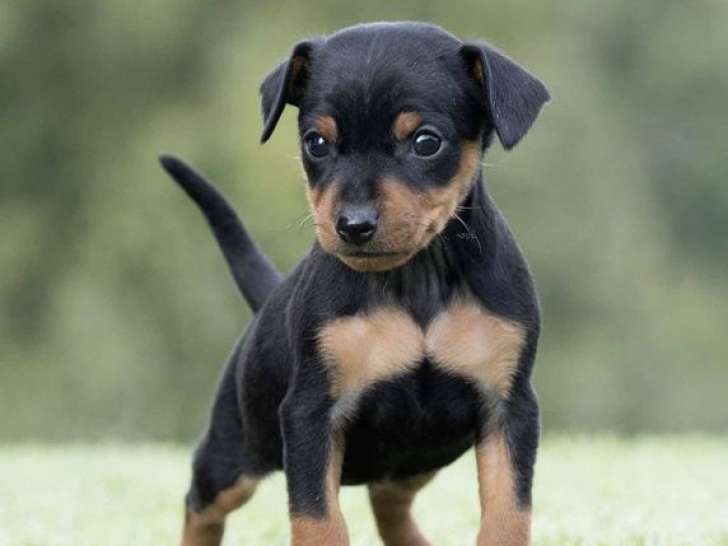 3 chiots Pinschers Nains LOF à réserver, 1 femelle et 2 mâles noir et feu d'août 2025