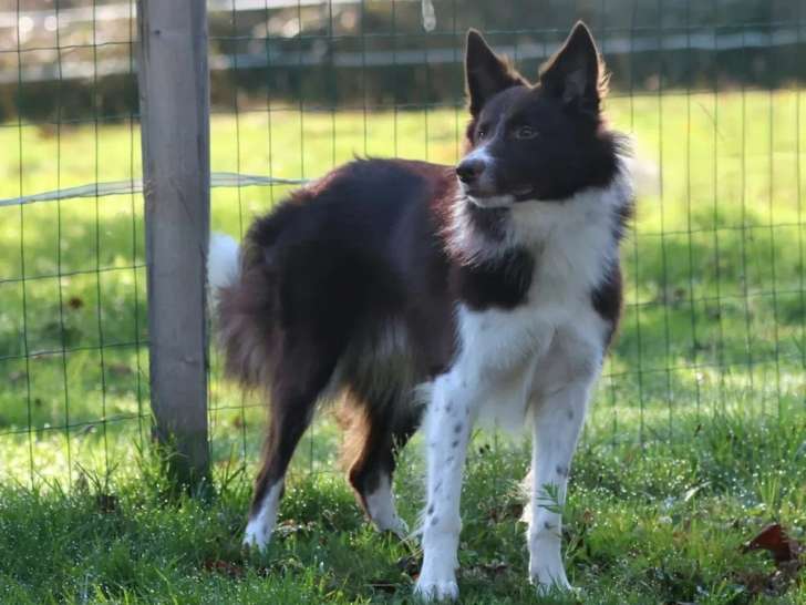 Chien mâle Border Collie disponible pour saillie (LOF)